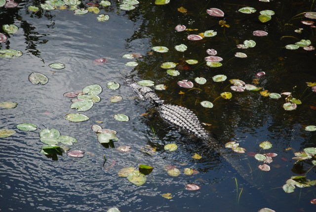 Gator Relaxing
