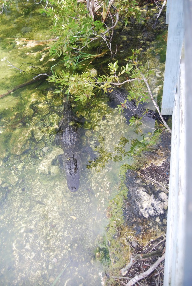 Gators at the Blue Hole