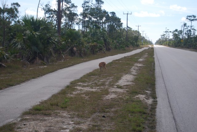 Key Deer at the Side of the Road