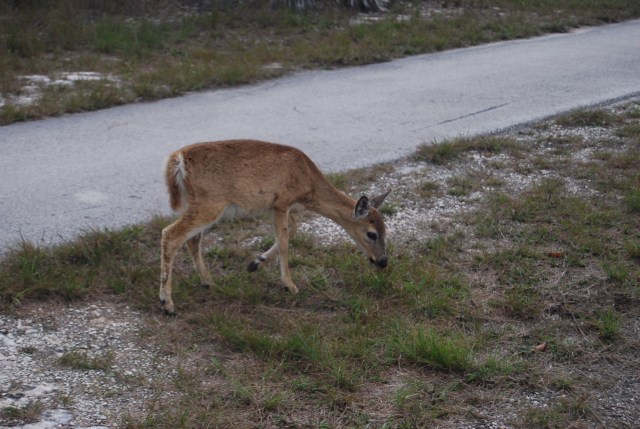 Key Deer Up Close