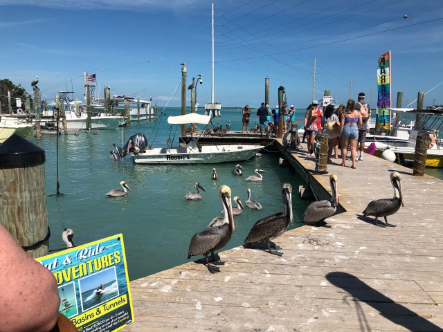 Those F'ing Pelicans