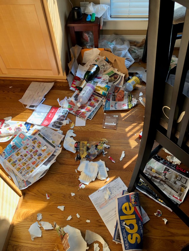 Riley the Wonder Pooch at Work