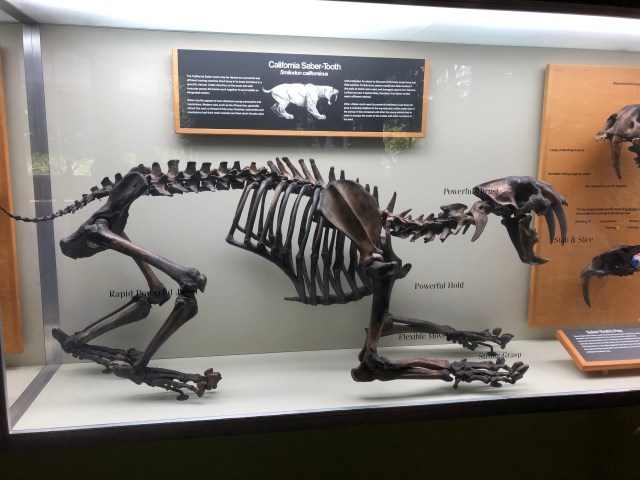 California Saber Tooth