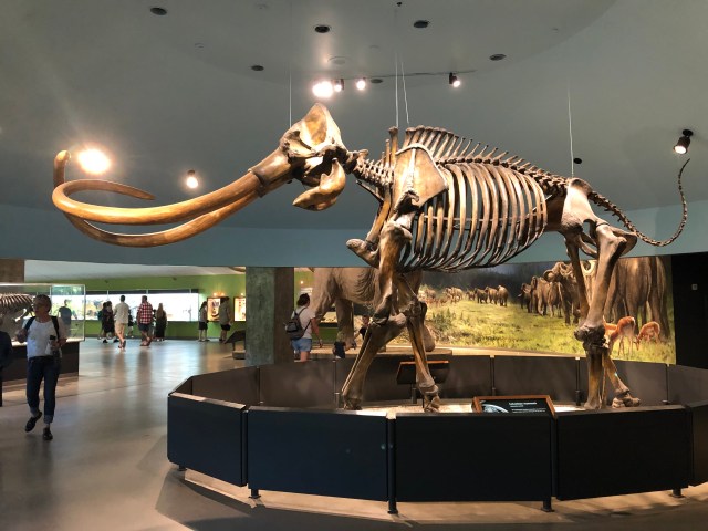 Columbian Mammoth