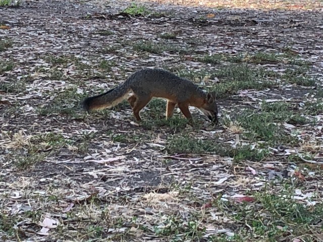 Those Cute Little Foxes 2