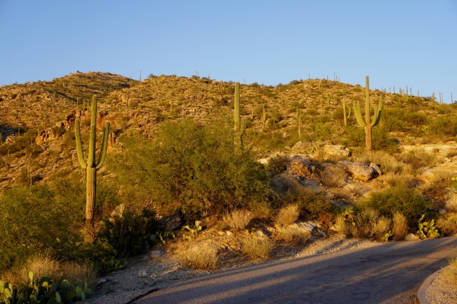 Hillside of Saguaro's