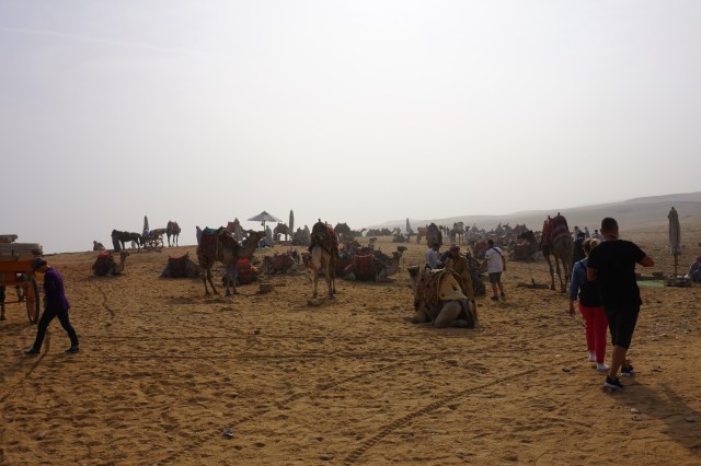 The Camel Concession