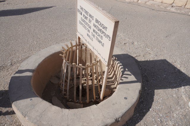 One of the Ten Myrrh Trees