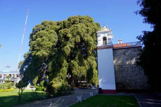 Church and the Tree