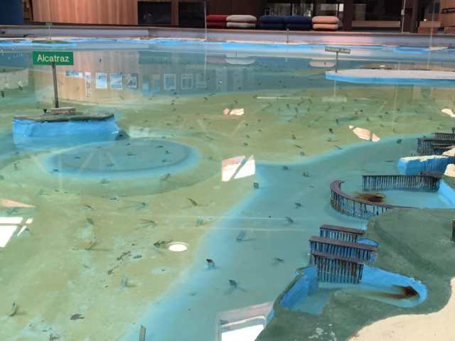 Alcatraz and Treasure Island