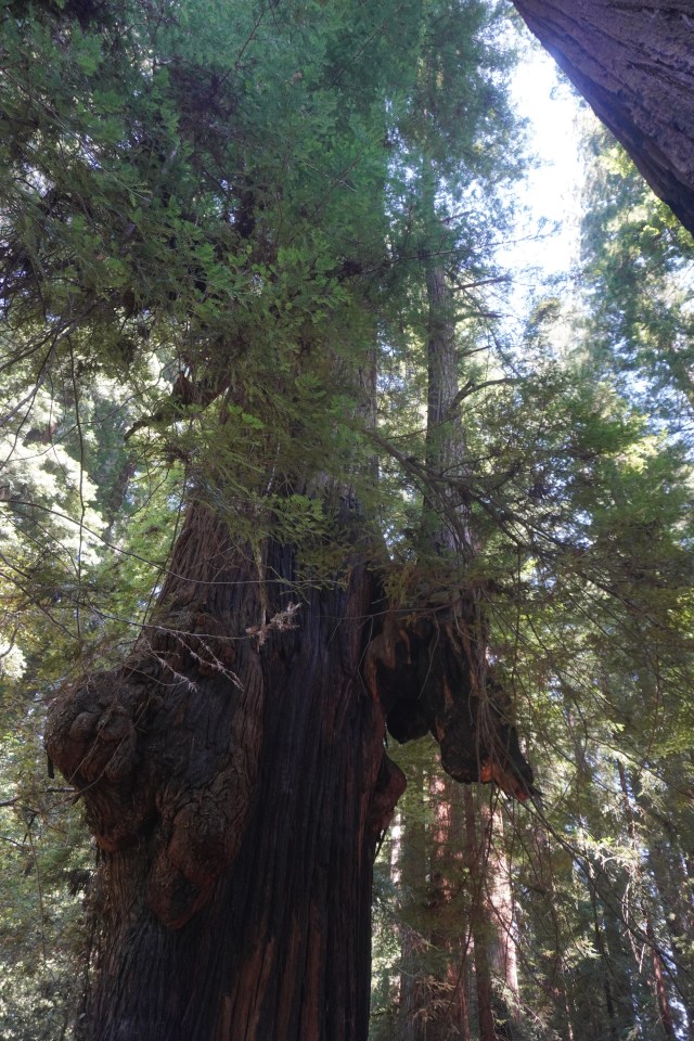 Large Burl and Tree Growing from Side