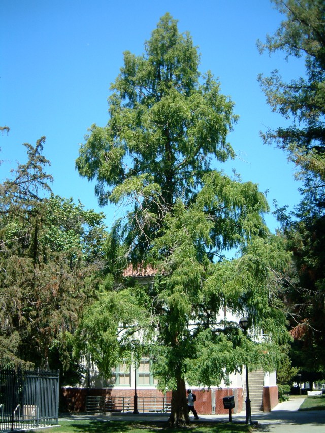 SJSU_Dawn_Redwood