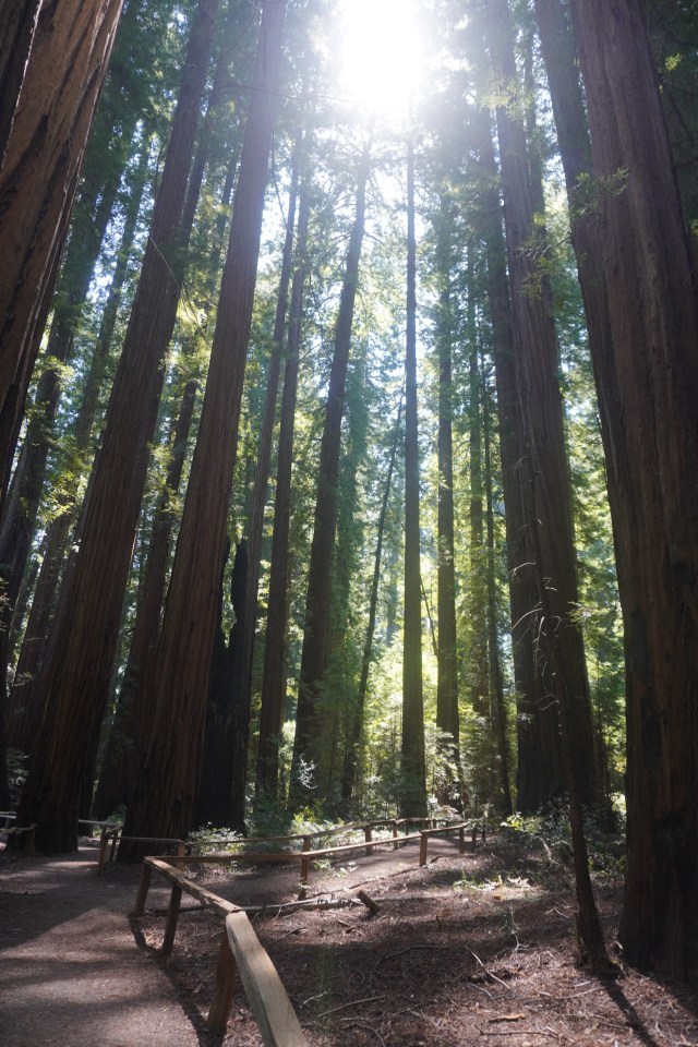 Sunlight Through the Trees