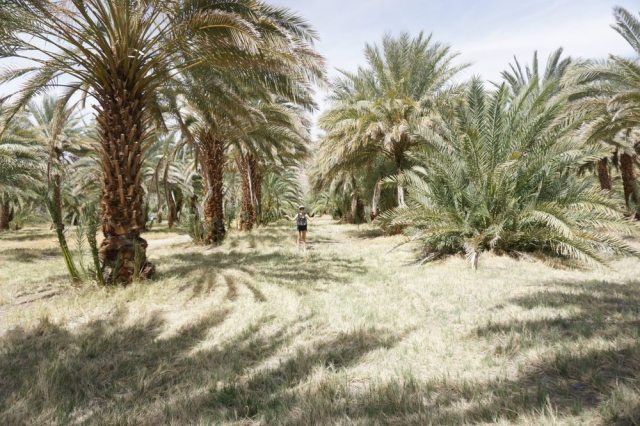 Date Palms